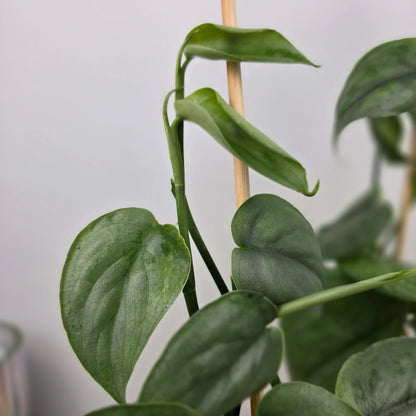 Scindapsus 'Silver Tattoo'