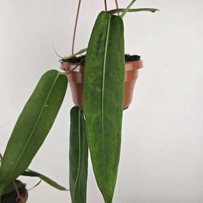 Anthurium pallidiflorum