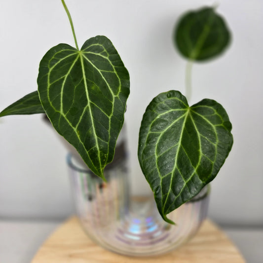 Anthurium Delta Force