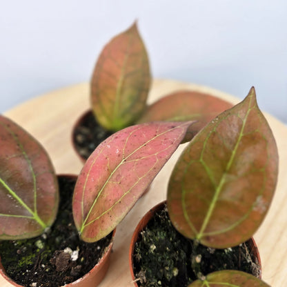 Hoya Tequlia Sunrise