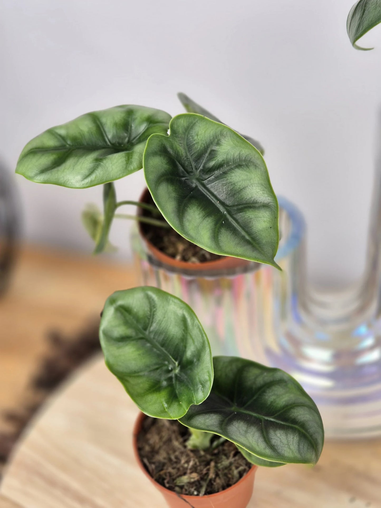 Alocasia reversa