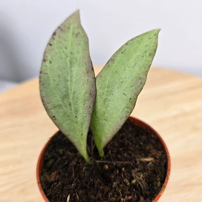 Hoya nicholsoniae 'New Guinea Ghost'