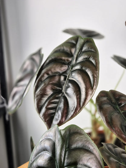 Alocasia Cuprea Red Secret