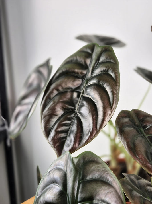 Alocasia Cuprea Red Secret