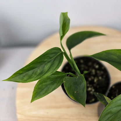 Monstera praetermissa