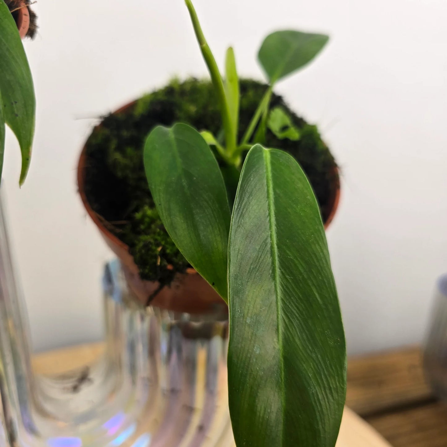 Philodendron patriciae