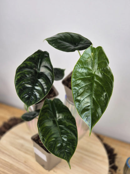 Alocasia 'Green Unicorn'