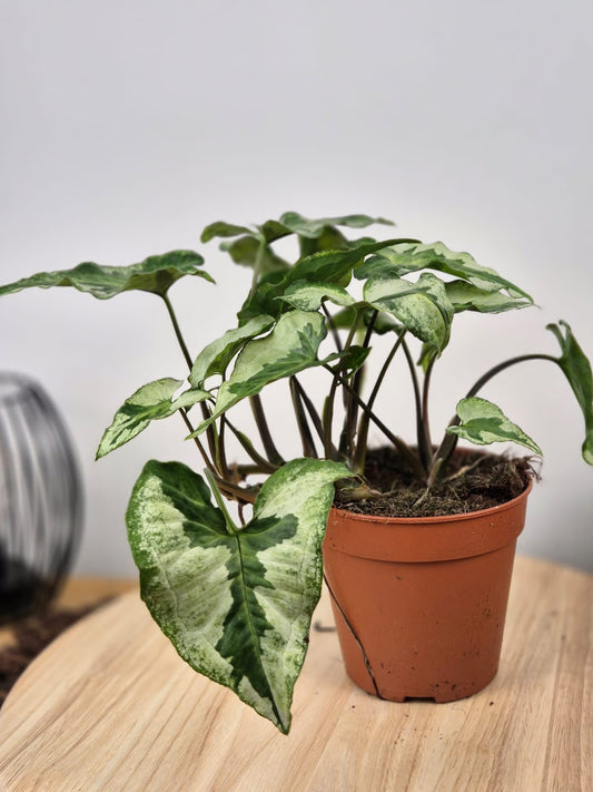 Syngonium 'Three Kings'