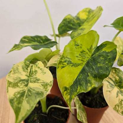 Alocasia Odora aurea variegata