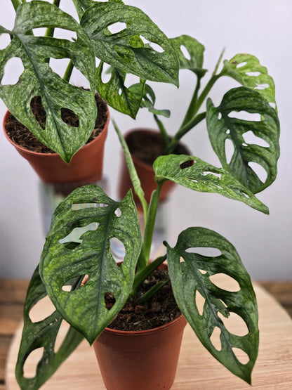 Monstera adansonii Mint