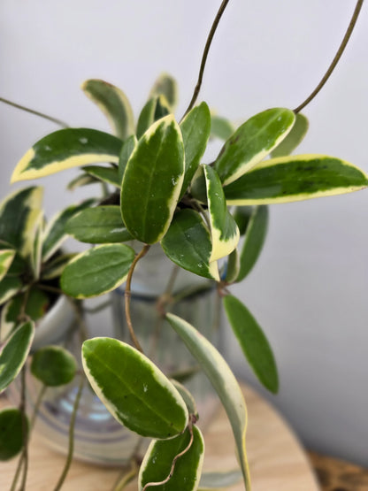 Hoya acuta 'variegata'