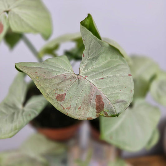 Syngonium 'Confetti'