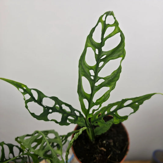 Monstera Obliqua Peru