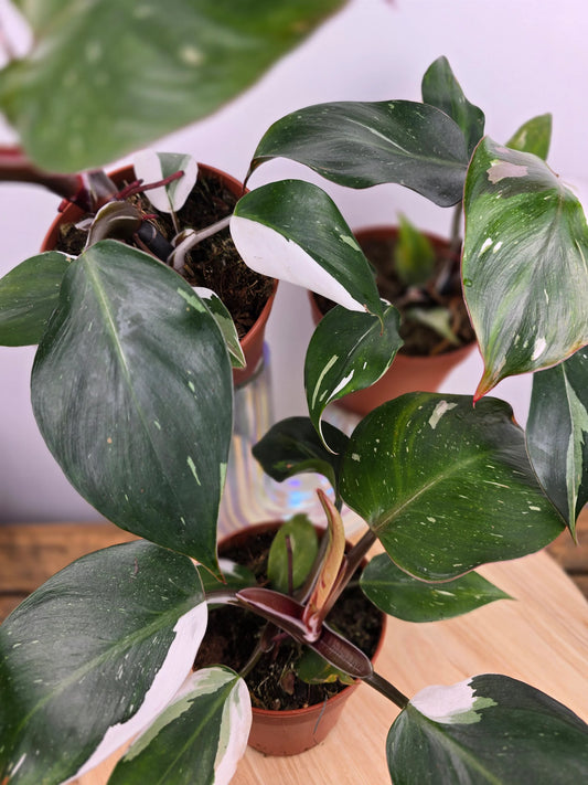 Philodendron 'White Knight'