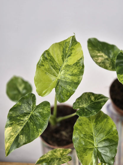 Alocasia gageana 'aurea'