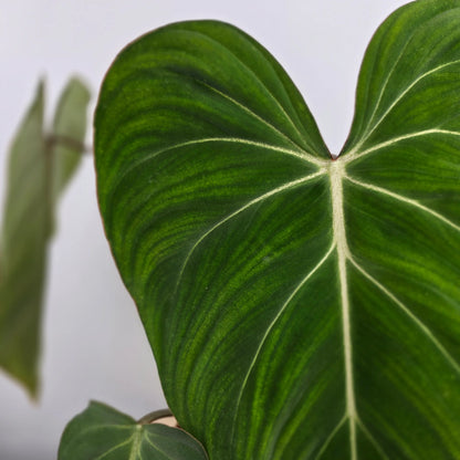 Philodendron Gloriosum