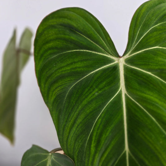 Philodendron Gloriosum