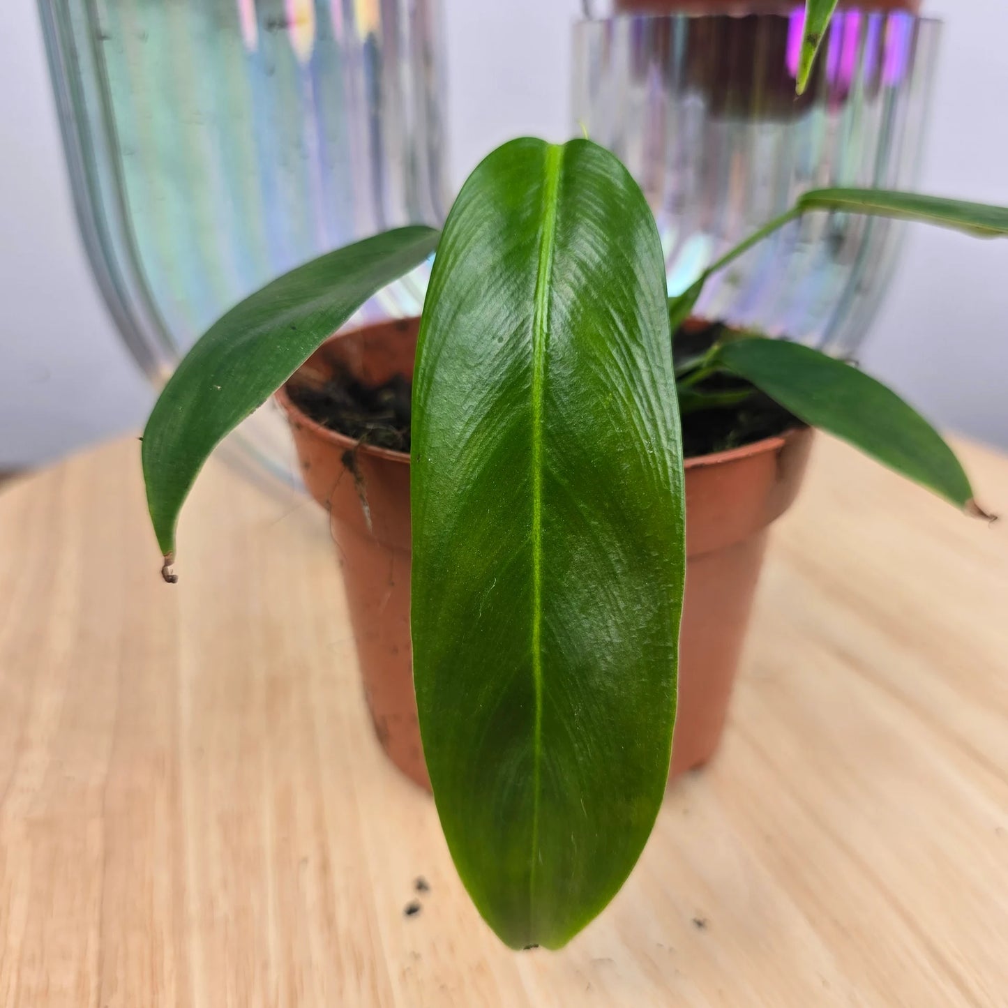 Philodendron patriciae