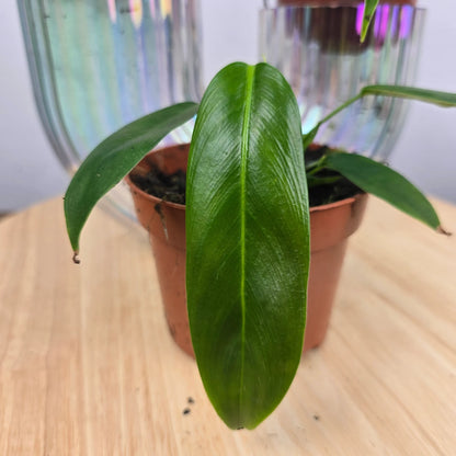 Philodendron patriciae
