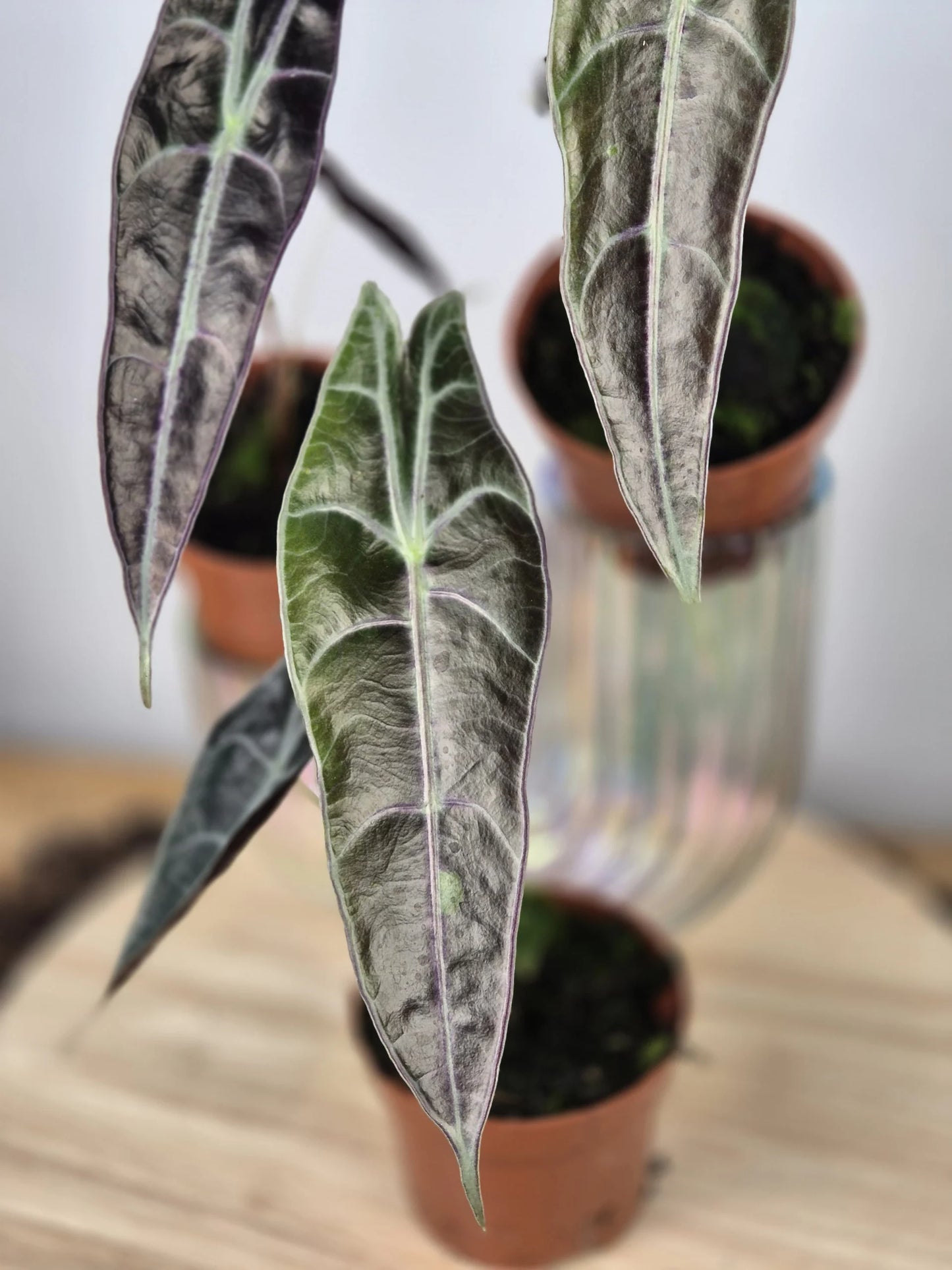 Alocasia Longiloba 'Purple'