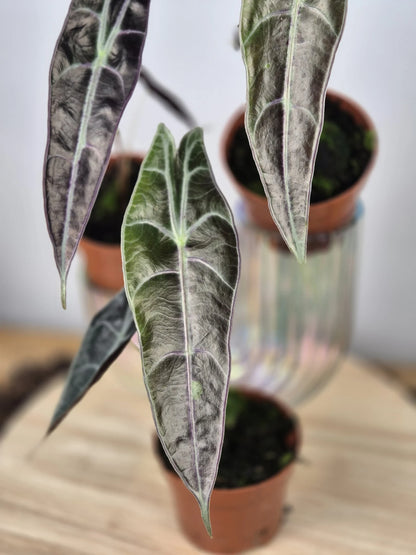 Alocasia Longiloba 'Purple'