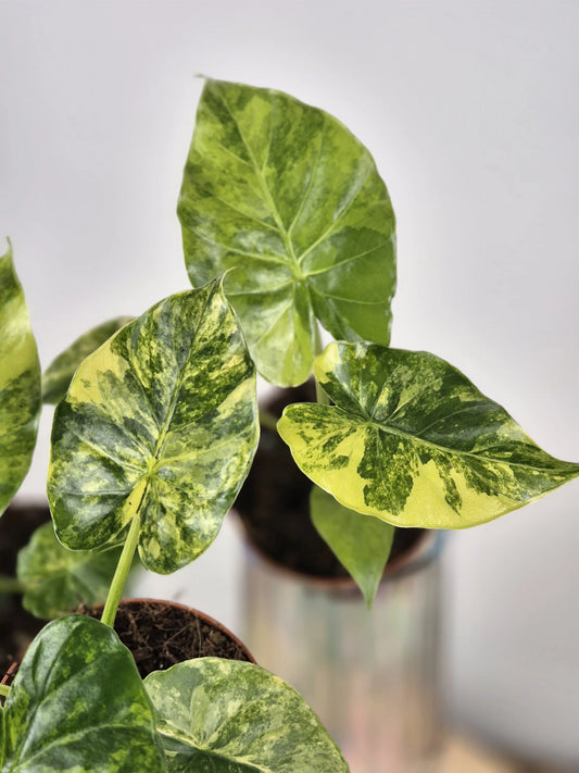 Alocasia gageana 'aurea'