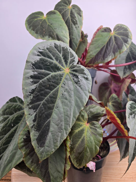 Begonia Burkillii 'silver edge'