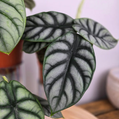 Alocasia 'Silver Dragon'