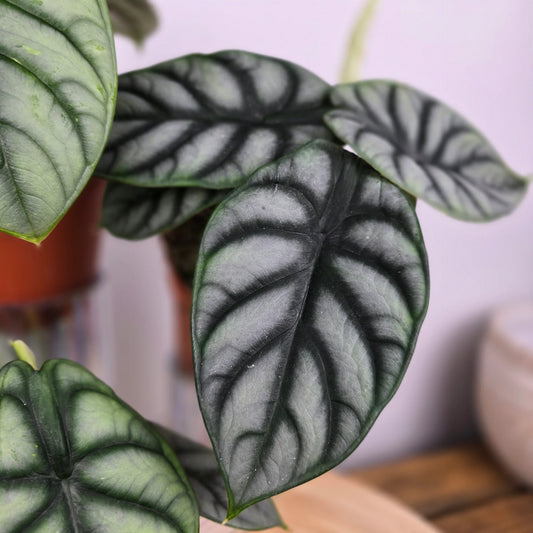 Alocasia 'Silver Dragon'