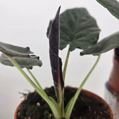Alocasia 'Antoro Velvet'