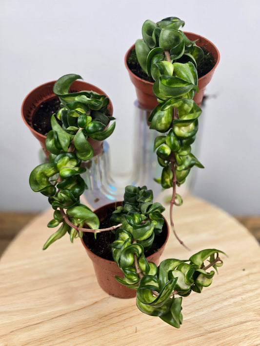Hoya carnosa Compacta 'Mauna Loa'