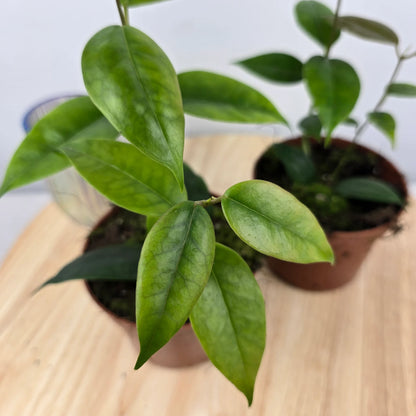 Hoya Paziae