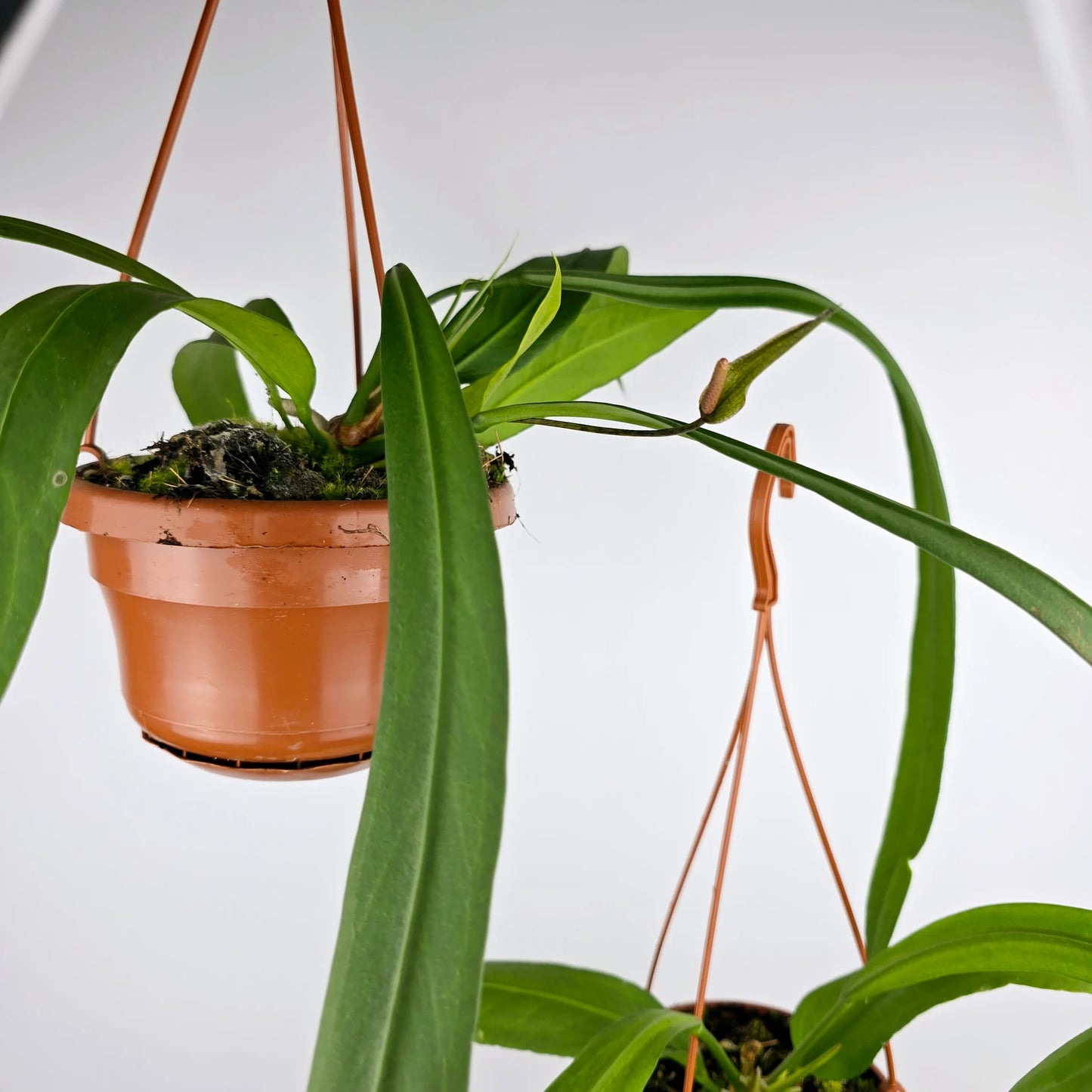 Anthurium vittariifolium