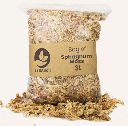 Sphagnum Moos