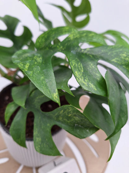 Rhaphidophora tetrasperma 'mint variegata'