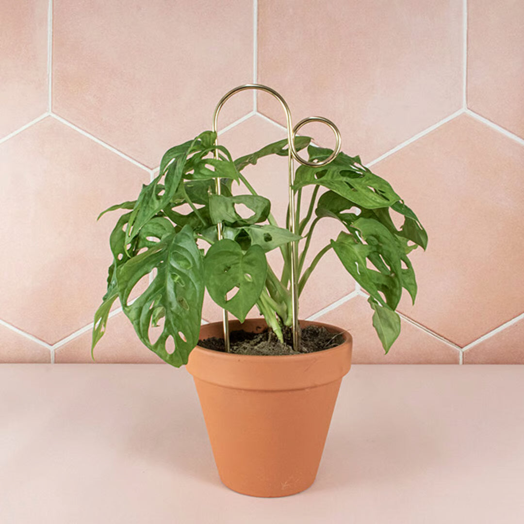 Mini-Pflanzenstütze – Bump – Gold