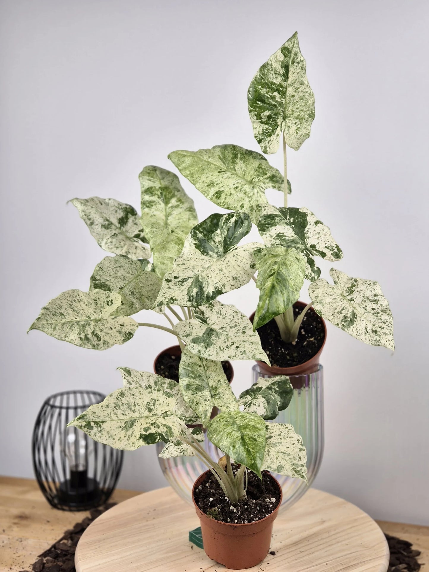 Alocasia Macrorrhiza 'Splash'
