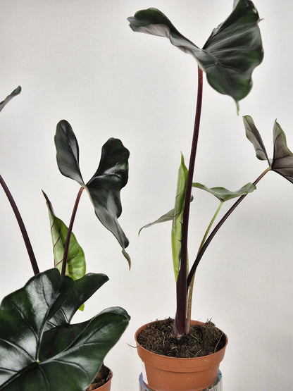 Alocasia princeps 'Purple Cloak'