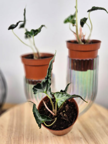 Alocasia 'Loco'