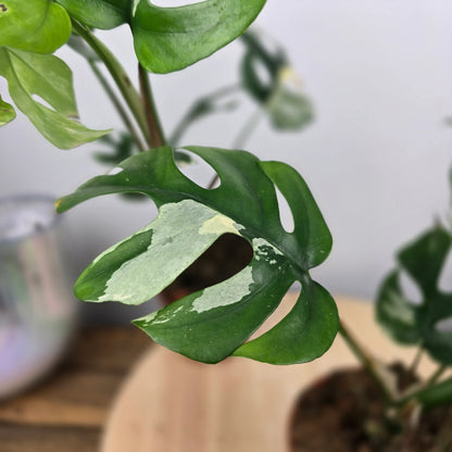 Rhaphidophora tetrasperma variegata