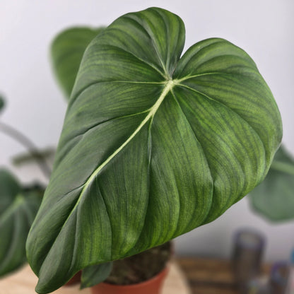 Philodendron Dean McDowell