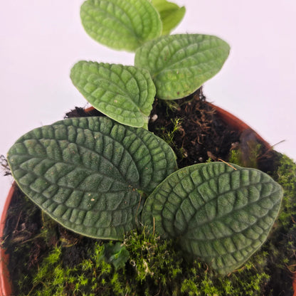 Rhaphidophora tenuis 'Silver'