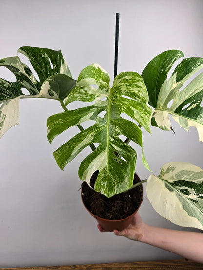 Monstera Deliciosa 'variegata'