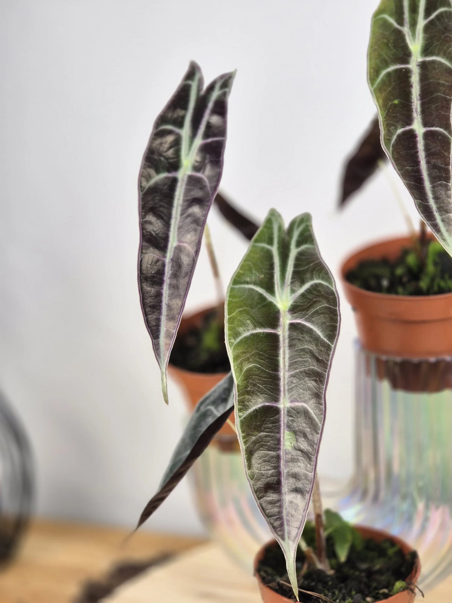Alocasia Longiloba 'Purple'