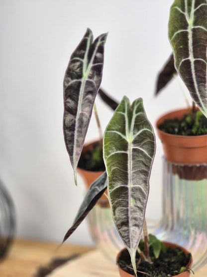 Alocasia Longiloba 'Purple'