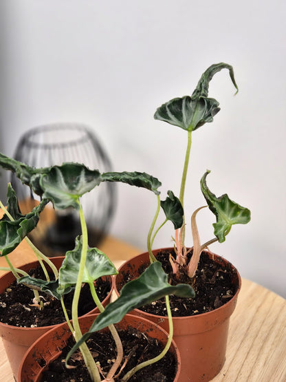 Alocasia 'Loco'