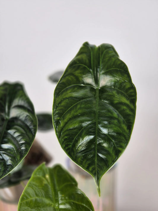 Alocasia 'Green Unicorn'