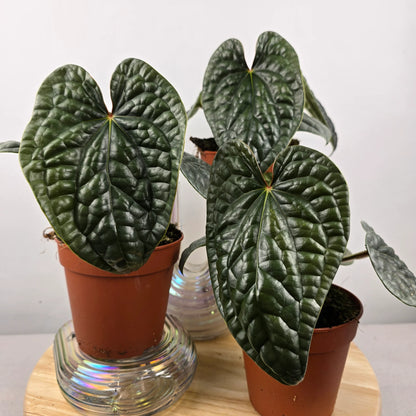 Anthurium luxurians 'M'
