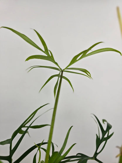 Philodendron polypodioides