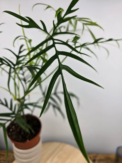 Philodendron polypodioides
